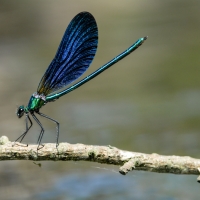 Caloptéryx sur une branche au bord de l'eau, <em>Calopteryx virgo</em>