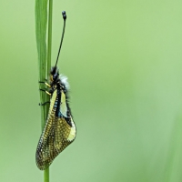 Ascalaphe soufré sur une graminée, <em>Libelloides coccajus</em>