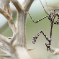 Diablotin femelle, jeune Empuse pennée dans la garrigue, <em>Empusa pennata</em>