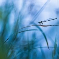 Demoiselle, Agrion au bord de l'eau