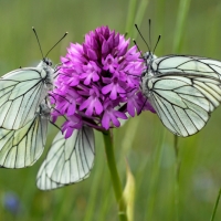 Groupe de Gazés, <em>Aporia crataegi</em>, butinant une orchidée, <em>Anacamptis pyramidalis</em> 