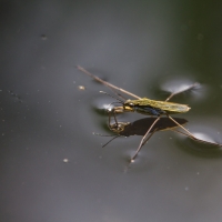 Le Gerris, patineur virtuose à la surface de l'eau grâce à ses pattes munies de poils très hydrophobes