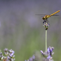 Libellule femelle d'Orthetrum en chasse, perchée sur une lavande