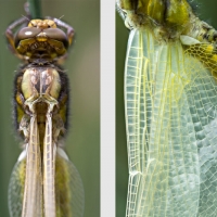 Libellule à peine sortie de son exuvie séchant ses ailes avant son premier envol