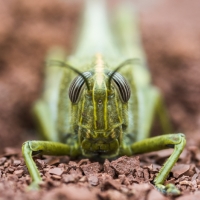 Face à face avec un Criquet égyptien posé sur les roches rouges du Salagou, <em>Anacridium aegyptium</em>