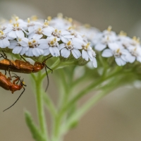 Accouplement de Téléphore fauve, <em>Rhagonycha fulva</em>, sur une ombelle d'Achillée millefeuille 