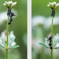 Fourmis et pucerons sur une tige de Dorycnie