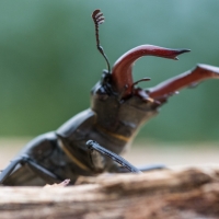 Lucane cerf-volant posé sur un arbre mort, <em>Lucanus cervus</em>