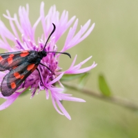 Zygène de la filipendule ou de la spirée, <em>Zygaena filipendulae</em>