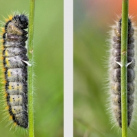 Chenille de Gazé fixée par le fil de soie qu'elle vient de tisser pour commencer sa métamorphose, <em>Aporia crataegi</em>