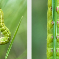 Chenille verte le long d'une tige, bien accrochée par ses fausses pattes