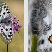 Le Grand Apollon sur une Centaurée dans les Alpes, espèce protégée, <em>Parnassius apollo</em>