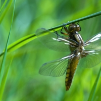 Libellule déprimée finissant de sécher avant son premier envol, <em>Libellula depressa</em>