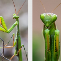 La Mante religieuse et ses pattes antérieures, fort justement qualifiées de ravisseuses, <em>Mantis religiosa</em>