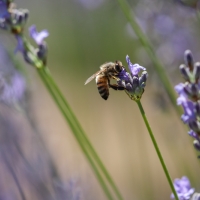 Abeille plongée dans une fleur de lavande à la recherche du nectar, <em>Apis mellifera</em>