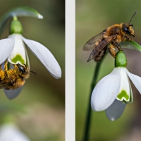 Abeille butinant des fleurs de Perce-neige, précieuse source d'alimentation en période hivernale