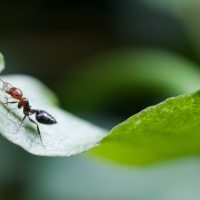 Fourmi sur une feuille transportant une patte d'insecte…