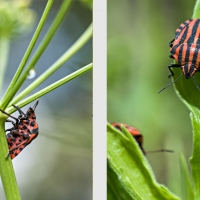 Punaise Arlequin au jardin, sauf invasion, cette punaise ne cause pas de grands dégâts, <em>Graphosoma italicum</em>