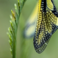 Détail sur les nervures des ailes de l'Ascalaphe soufré, <em>Libelloides coccajus</em>