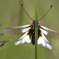 Ascalaphe soufré accroché à une herbe pour profiter de la chaleur du soleil, <em>Libelloides coccajus</em>