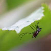 Moustique Tigre femelle à l'abdomen rempli de sang, identifiable par ses rayures noires et blanches, <em>Aedes Albopictus</em> 