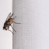 À l'heure de la sieste, la Mouche posée sur le rideau qui ne trouve pas la sortie…