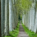 Allée de platanes, Canal du Midi, Occitanie. Patrimoine mondial de l'Unesco