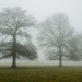 Chênes dans le brouillard, campagne normande