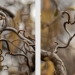 Branches de Noisetier tortueux, <em>Corylus avellana Contorta</em>