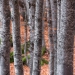 Forêt de Hêtre en automne