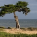 Pin de Monterey dominant la mer, <em>Pinus radiata</em>, Bretagne