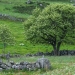 Sorbier des oiseleurs au printemps <em>Sorbus aucuparia</em>, plateau d'Aubrac, Occitanie