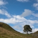 Érable sycomore sur le mur d'Hadrien, <em>Acer pseudoplatanus</em>, Grande Bretagne. Patrimoine mondial de l'Unesco