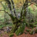 Hêtre remarquable en automne, Haute-Garonne, Occitanie