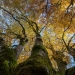 Hêtre remarquable en automne, Haute-Garonne, Occitanie