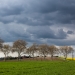 Platanes bordant une route du Lauraguais, Occitanie