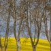 Platanes sur fond de Colza, Occitanie