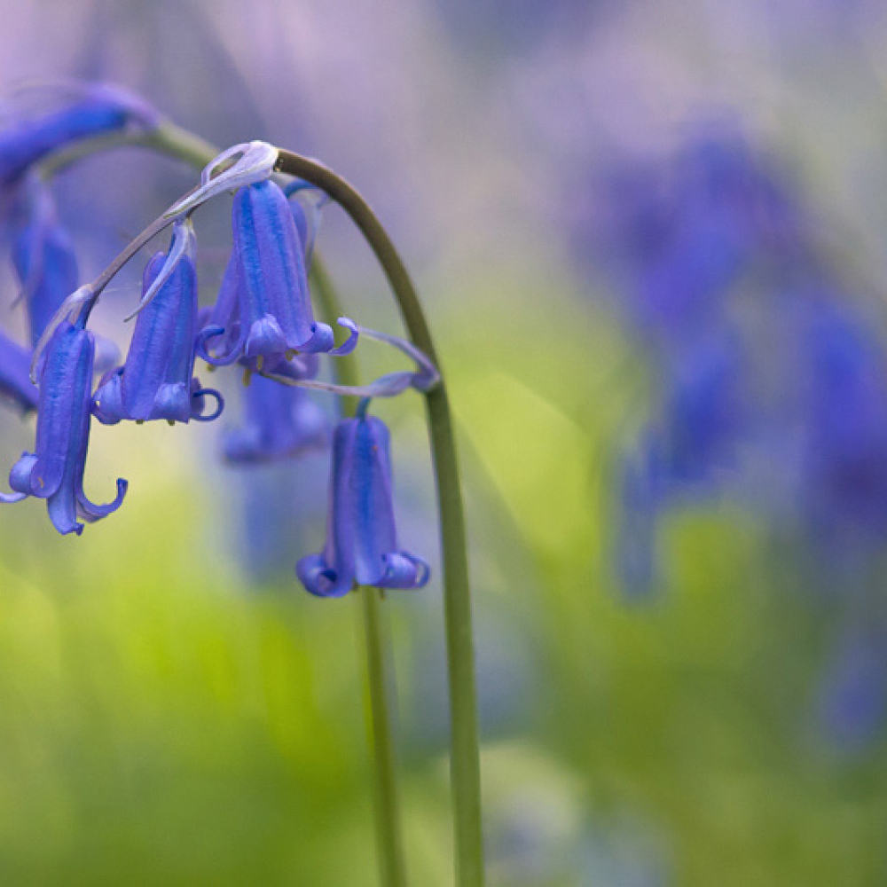 Jacinthe des bois, <em>Hyacinthoides non-scripta</em>