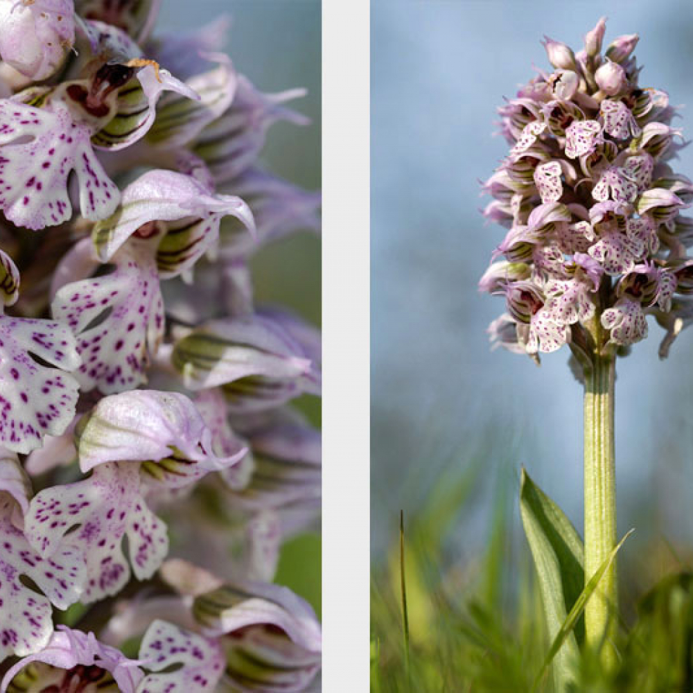 Orchis lacté, <em>Neotinea lactea</em> 