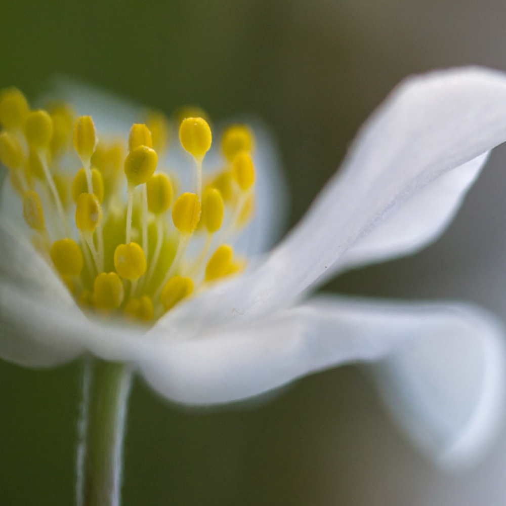 Anémone des bois, <em>Anemone nemorosa</em>