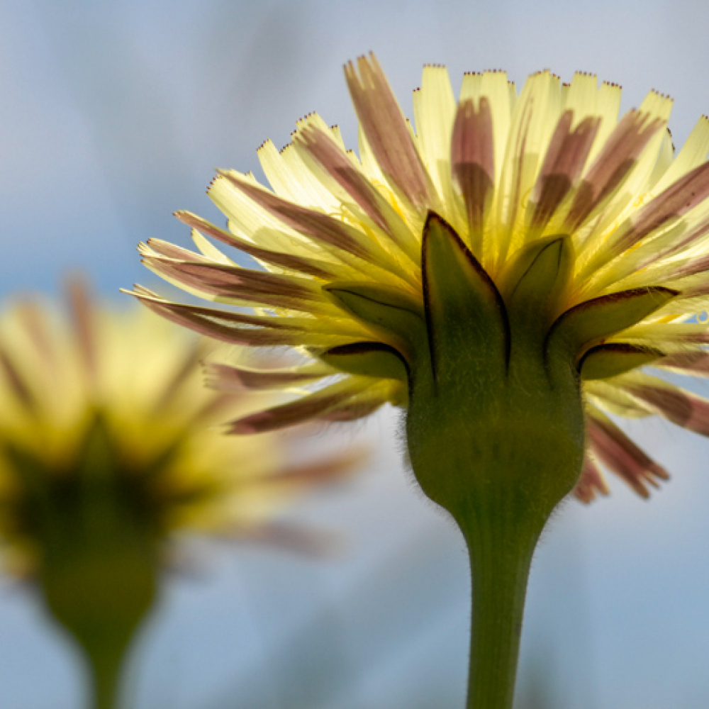 Urosperme de Daléchamps ou Chicorée amère, <em>Urospermum dalechampii</em>