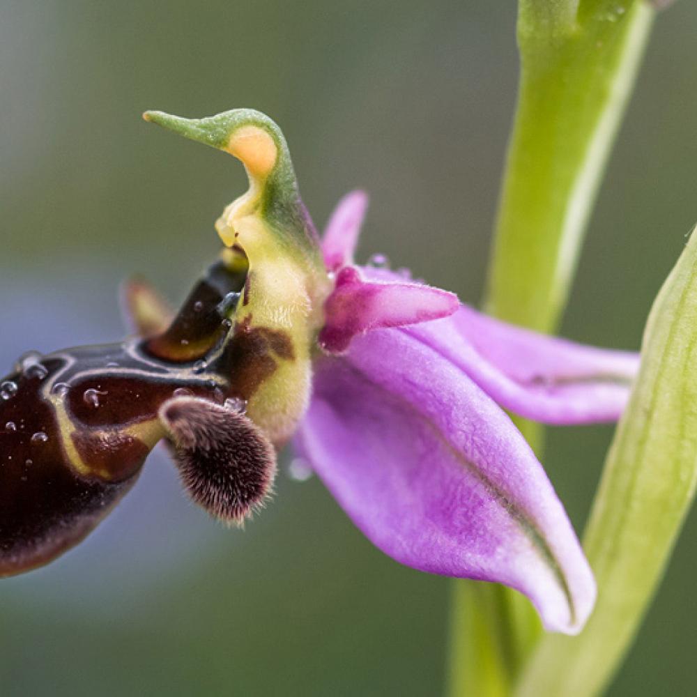 Ophrys bécasse, <em>Ophrys scolopax</em>