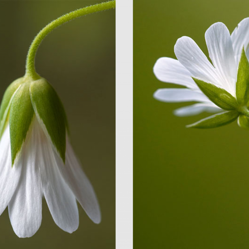 Stellaire holostée, <em>Stellaria holostea</em>