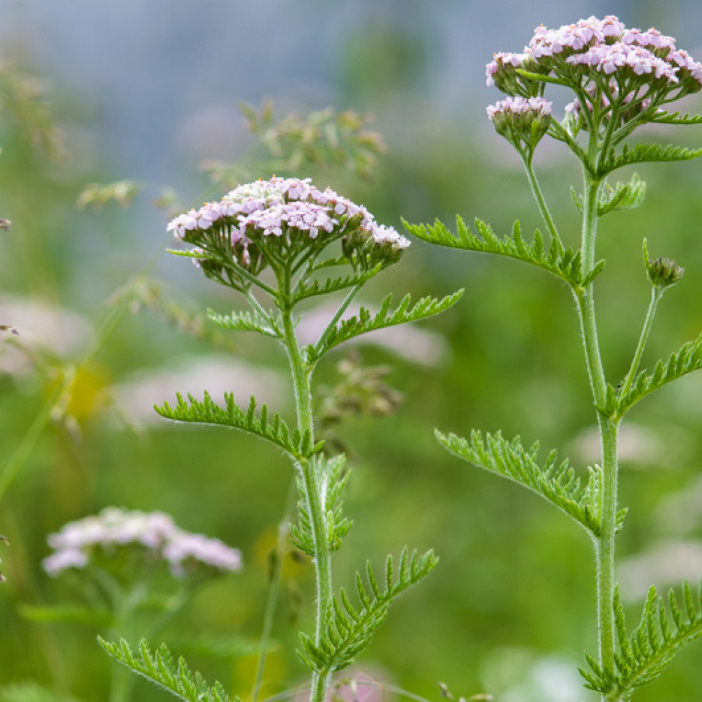 Achillée à feuilles de tanaisie, <em>Achillea distans</em> subsp. <em>tanacetifolia</em>