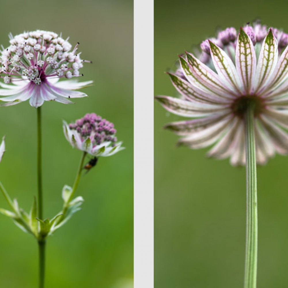 Grande astrance, <em>Astrantia major</em>