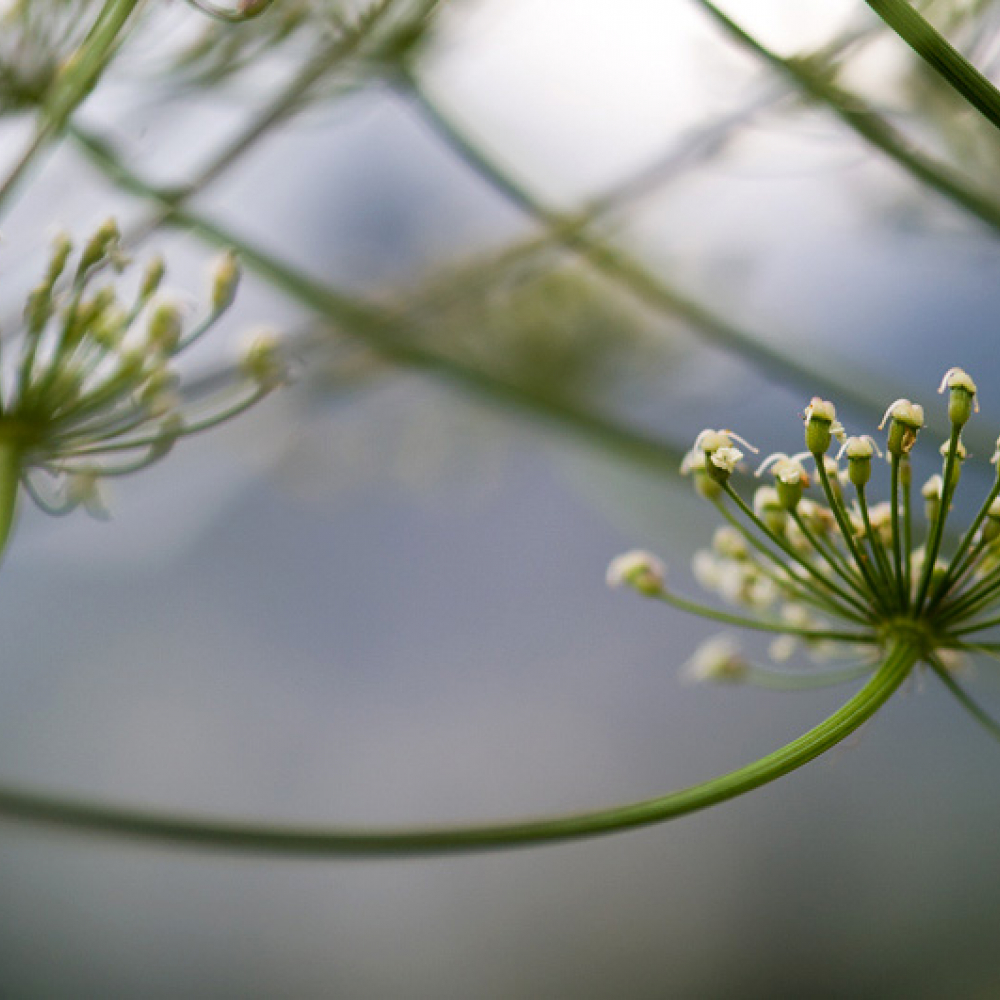 Laser à larges feuilles, <em>Laserpitium latifolium</em>