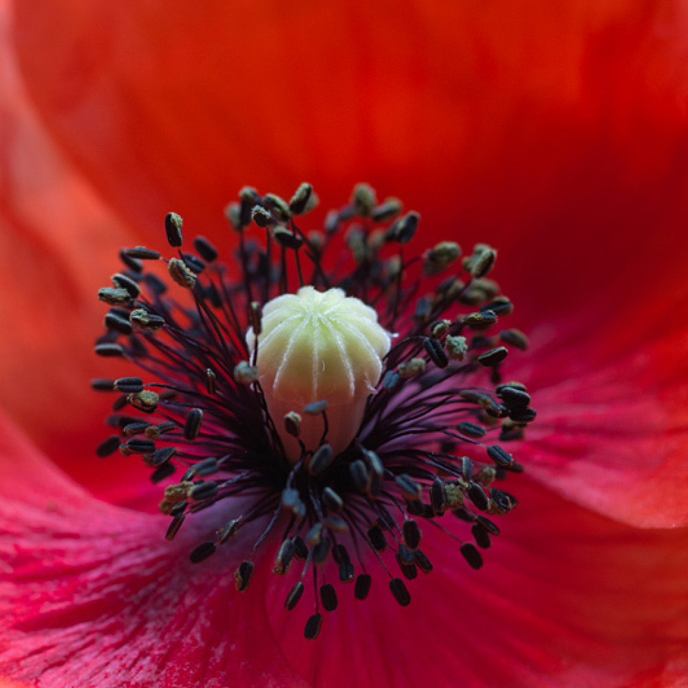 Cœur de coquelicot, <em>Papaver rhoeas</em>