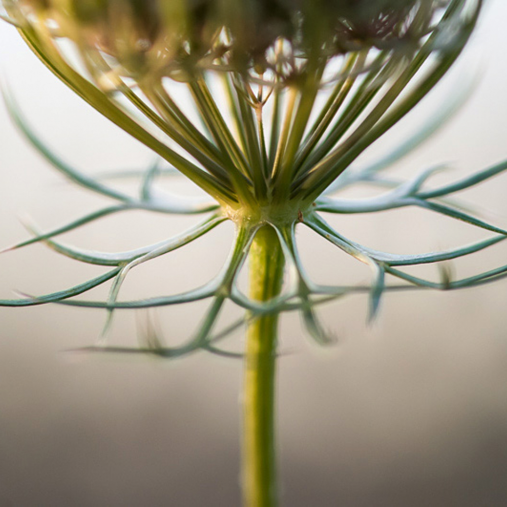 Involucre de Carotte sauvage, <em>Daucus carota</em>