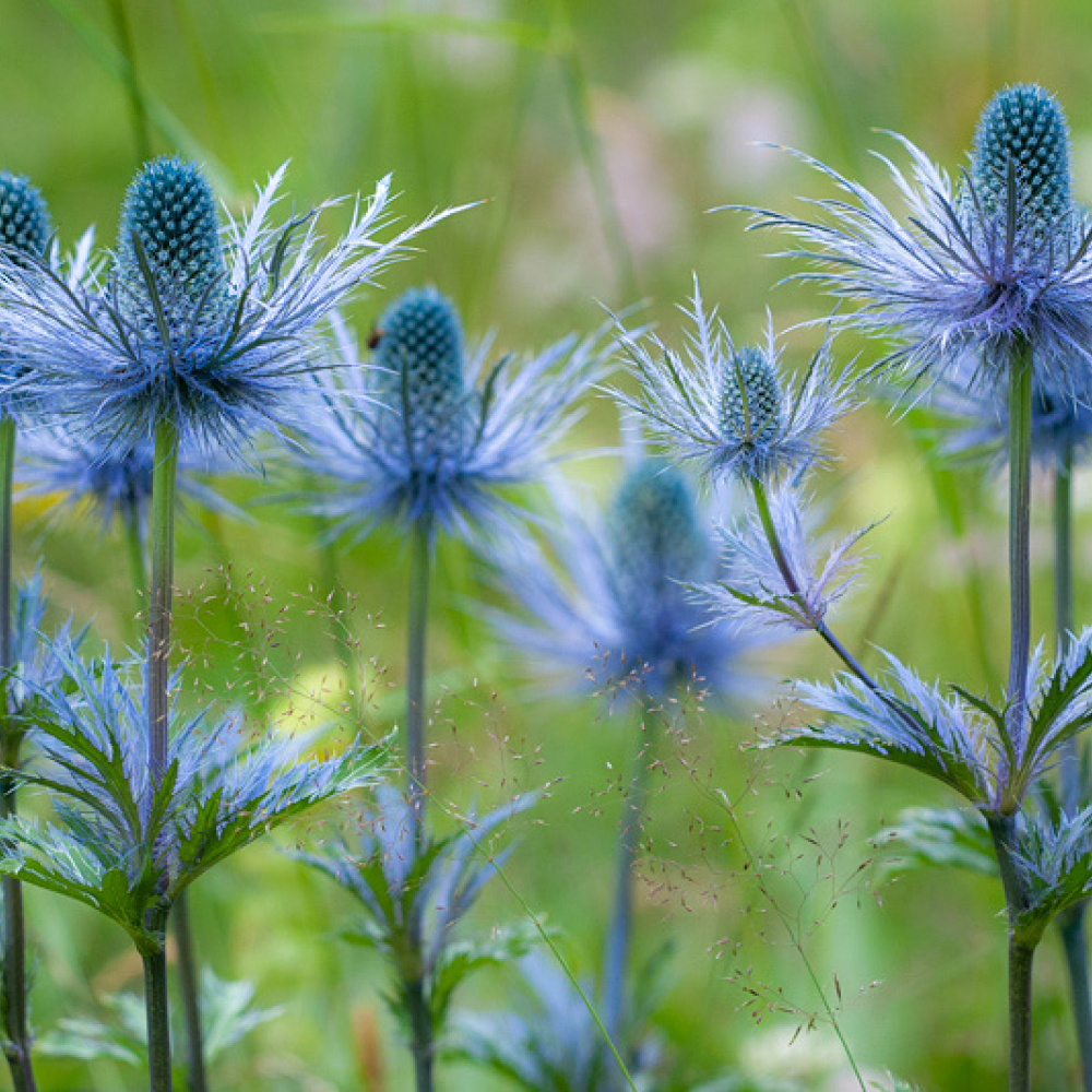 Chardon bleu des Alpes, <em>Eryngium alpinum</em>