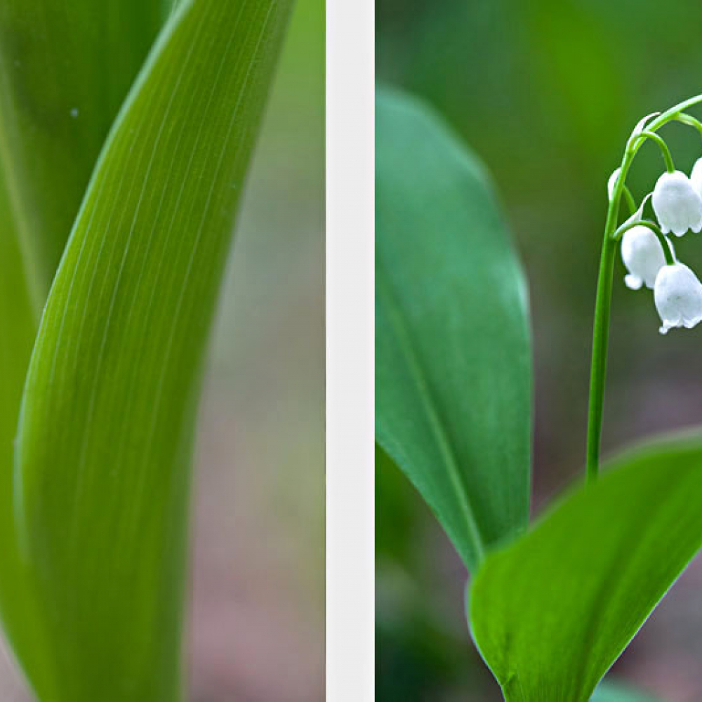 Muguet, <em>Convallaria majalis</em>